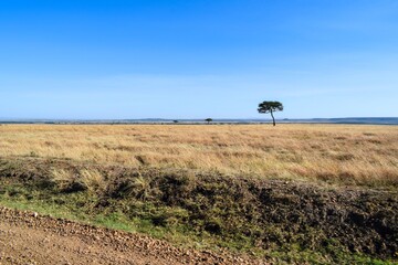 Kenya: landscape of maasai mara park