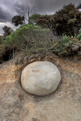 STONE IN THE FOREST