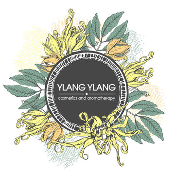 Frame with flowers and leaves of ylang-ylang . Detailed hand-drawn sketches, vector botanical illustration.