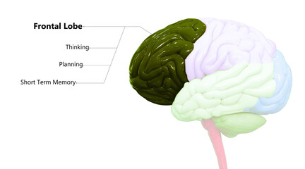 Central organ of Human Nervous System Brain Lobes Frontal Lobe Described with Labels Anatomy