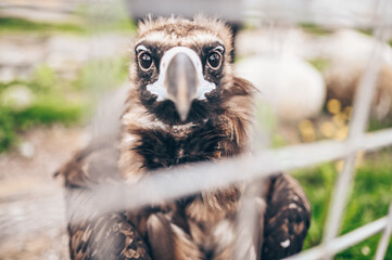 Close up cinereous black vulture Aegypius monachus in captivity in the zoo through the bars