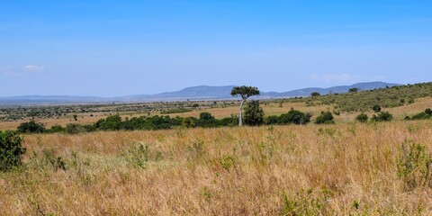 Fototapeta na wymiar Kenya: landscape of maasai mara park