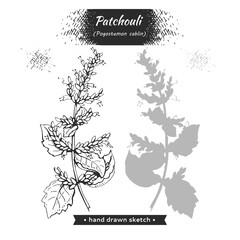 Patchoulis inflorescences and flowers and branch with leaves . Detailed hand-drawn sketches, vector botanical illustration. - obrazy, fototapety, plakaty