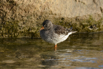 Purple Sandpiper