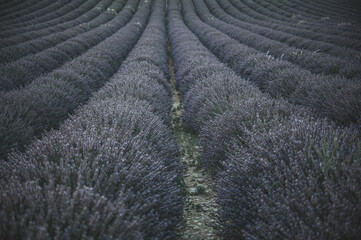 Fototapeta na wymiar Lavendelblüte in Frankreich