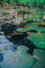 water lily pond