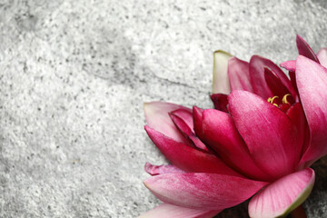 Beautiful blooming pink lotus flower on grey background, closeup. Space for text