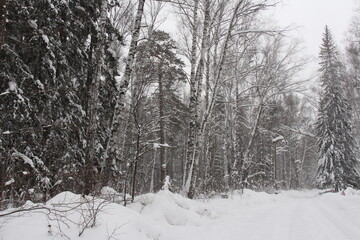 Fototapeta premium forest in winter