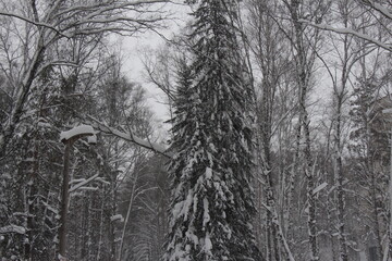 snow covered trees