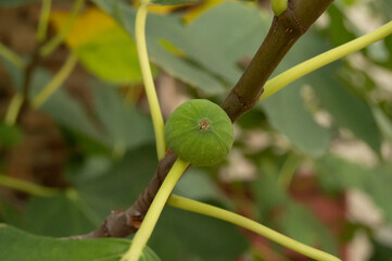 fresh new fig green and sweet beautiful fruit