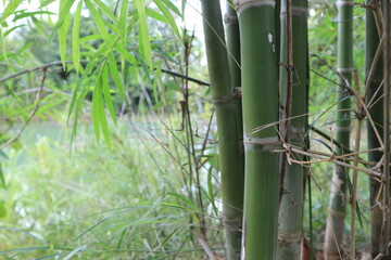 Fototapeta na wymiar Bamboo trunk background, natural background