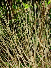 川面を背景の春の放水路土手の枯木