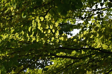 The light and shadow through the green leaves in the sky in Sapporo Japan