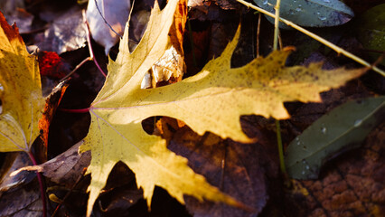 lying maple leaf, autumn walk in the park on a sunny day