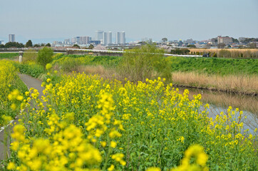 見沼田圃・菜の花咲く芝川沿いの径