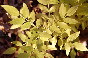 autumn leaves background
