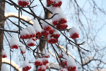 Rowan berries in the snow. Bunches of red rowan berries. Red berries of rowan in winter	