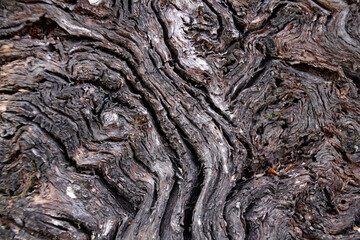bark of a tree