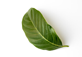 Bend jackfruit leaf isolated on white background