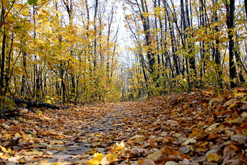 autumn in the woods