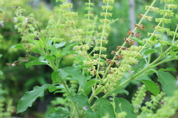 Cinnamon basil (Ocimum basilicum) leaves and flowers, Thai Basil in the garden