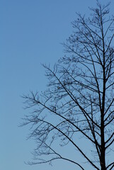 Fototapeta na wymiar 青空を背景にした樹木のシルエット