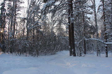 forest in winter