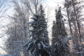 snow covered pine tree