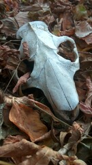 fallen autumn leaves