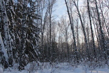 winter forest in the morning