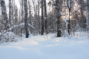 Forest in winter. Winter trees. Trees in snow. Winter Siberian forest	