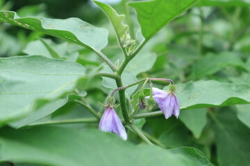 Solanum xanthocarpum Eggplant flower Flowering is a bouquet of flowers.