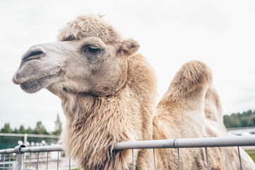 Close up funny Bactrian camel in Karelia zoo. Hairy camel in a pen with long light brown fur coat