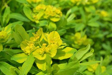 見沼田圃・ノウルシ群生