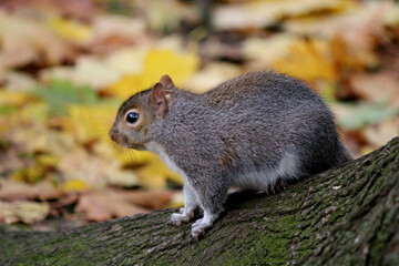 Naklejka na ściany i meble Squirrel in a park. Yellow leaves on the ground. Beautiful colors of autumn, parks and outdoor.