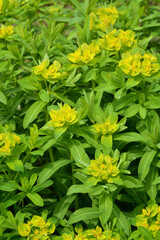 見沼田圃・ノウルシ群生