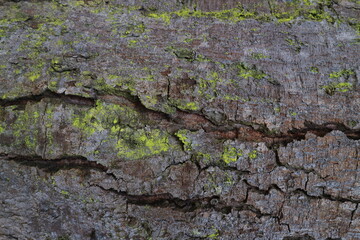 texture of the brown bark of a tree with green moss.