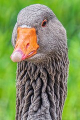 close up of a goose