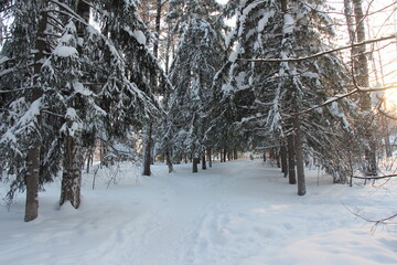 Trees with snow in winter park. Winter landscape