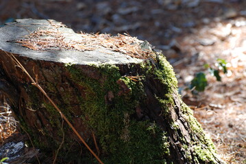 苔の生えた切り株