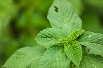 Fresh green leaf on tree branch