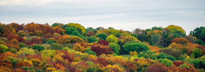 Colorful tree crowns in autumn