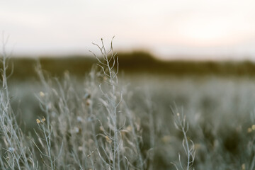 Fototapeta premium Seashells on the dusty white grass in the rays of the setting sun, natural background
