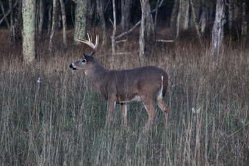 Obraz na płótnie Canvas Deer outdoors in a field