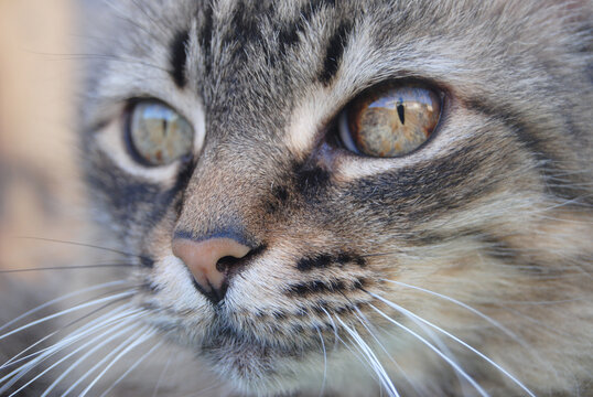 Focinho de um gato pardo de pelo comprido - olhos nariz - macro fotografia