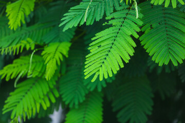 Fresh green leaf on tree branch
