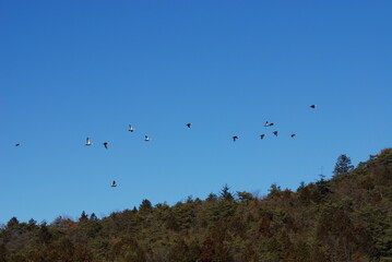 Fototapeta na wymiar 山林の上空を飛ぶカモ