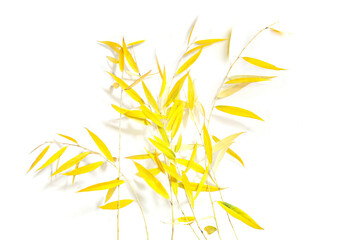 Fototapeta na wymiar Willow tree branches in autumn isolated on white background. Willow branches with yellow leaves.