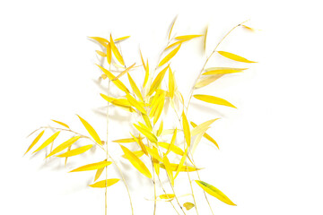 Willow tree branches in autumn isolated on white background. Willow branches with yellow leaves.