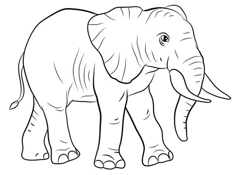 In the animal world. Image of an elephant. Black and white drawing, coloring.